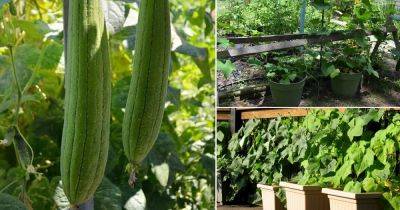 Growing Luffa in Containers | How to Grow Sponge Gourd - balconygardenweb.com - China - India - Egypt - Vietnam
