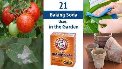 21 Baking Soda Uses in the Garden | Baking Soda for Plants - balconygardenweb.com