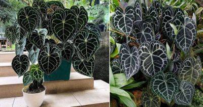 How to Grow Anthurium Clarinervium - balconygardenweb.com - Mexico