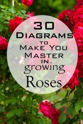 30 Diagrams to Make You Master in Growing Roses - balconygardenweb.com - Usa