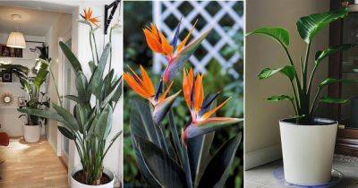 How to Get Bird of Paradise to Bloom | When Do Strelitzia Bloom - balconygardenweb.com