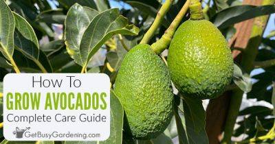 How To Grow An Avocado Tree - getbusygardening.com - India - Mexico - Guatemala