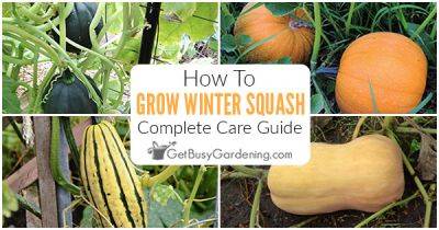 How To Grow Winter Squash At Home - getbusygardening.com