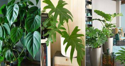 8 Fantastic Indoor Philodendron Benefits - balconygardenweb.com - state Florida