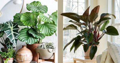 13 Best Large Foliage Houseplants | Indoor Plants With Big Leaves - balconygardenweb.com