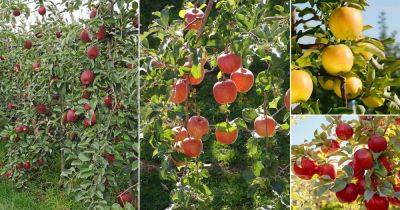42 Sweet Apple Varieties | What is the Sweetest Apple - balconygardenweb.com - Canada
