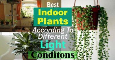 Best Indoor Plants According to Different Light Conditions - balconygardenweb.com