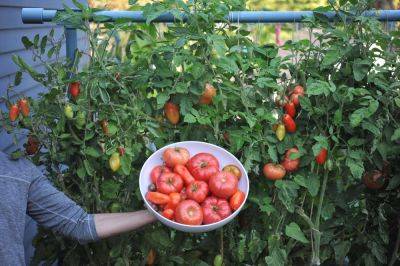 How to grow tomatoes - seattleurbanfarmco.com