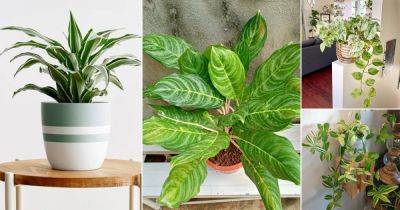 11 Beautiful Plants that Look Like Philodendron Birkin - balconygardenweb.com