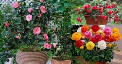 17 Flowers that Look Like Roses - balconygardenweb.com