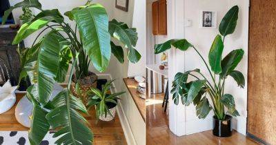 Bird of Paradise Leaves Splitting? Here's What You Can Do to Stop It - balconygardenweb.com