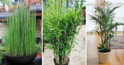 10 Plants that Look like Lucky Bamboo - balconygardenweb.com
