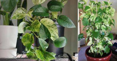 How to Grow Different Pothos in One Pot | Best Pothos Combinations - balconygardenweb.com