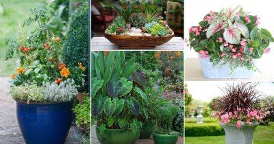 30 Plant Combination Ideas for Container Gardens | Plant Arrangements - balconygardenweb.com - Japan