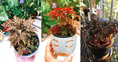 How To Grow Red Fern Plants - balconygardenweb.com