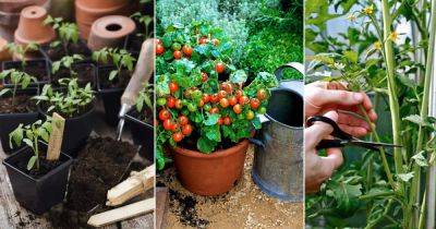 5 Best Ways to Propagate Tomatoes | Propagating Tomatoes - balconygardenweb.com