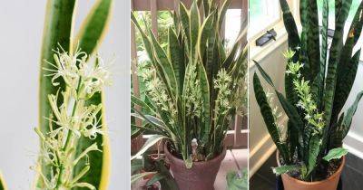 How to Get a Snake Plant to Bloom | Snake Plant Flower - balconygardenweb.com - city Sansevieria