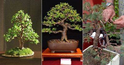 How to Grow Your Own Bonsai Quickly - balconygardenweb.com
