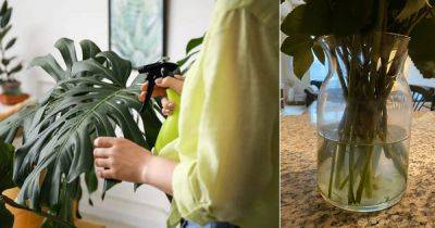 8 Amazing Vinegar Hacks for Indoor Plants - balconygardenweb.com