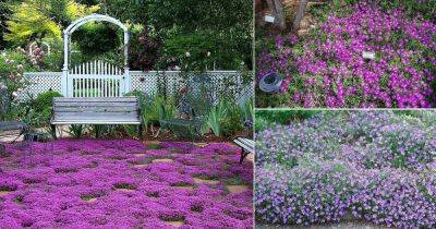 22 Best Groundcovers With Purple Flowers - balconygardenweb.com