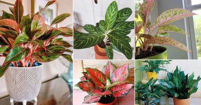 50 Stunning Aglaonema Varieties | Chinese Evergreen Types - balconygardenweb.com - China