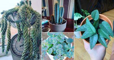 18 Indoor Plants With Blue Leaves | Blue Foliage Houseplants - balconygardenweb.com