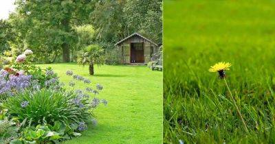 Basic Lawn Care Questions to Ask Yourself Before Starting a Lawn | - balconygardenweb.com
