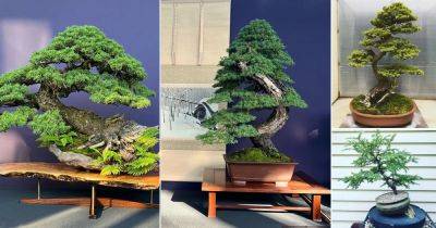 27 Best Hemlock Bonsai Tree Pictures - balconygardenweb.com