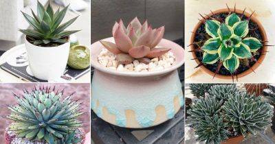 30 Beautiful Agave Varieties For Containers & Indoors - balconygardenweb.com