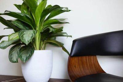 Fit for the Ages: What Makes Home Decor and Plant Choices Classic? - urbanturnip.org