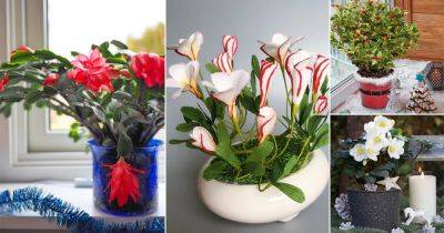17 Best Christmas Flowers | Popular Christmas Plants - balconygardenweb.com
