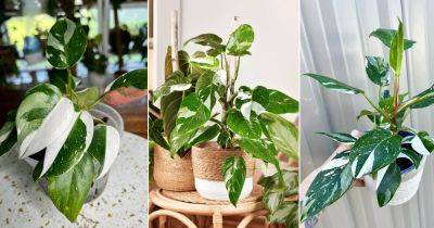 Everything About Growing White Princess Philodendron - balconygardenweb.com