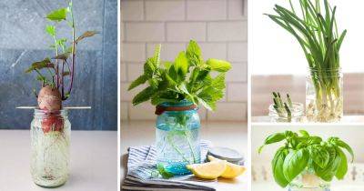 25 Kitchen Plants that Grow in Water - balconygardenweb.com