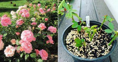 How to Grow Roses from Cuttings - balconygardenweb.com