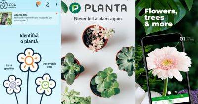 23 Best Plant Identification Apps for 2023 - balconygardenweb.com - Usa