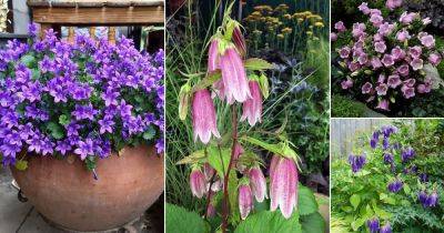 17 Most Beautiful Types of Campanula | Best Bellflowers - balconygardenweb.com