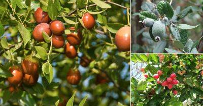 25 Best Drought Tolerant Fruit Trees | Low Maintenance Fruit Trees - balconygardenweb.com - China - India - North Korea