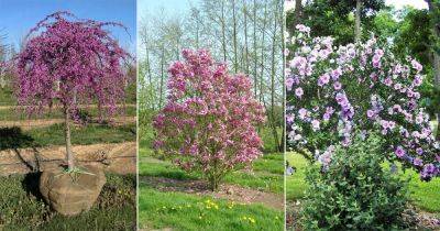 17 Beautiful Trees with Purple Flowers | Purple Flowering Trees - balconygardenweb.com