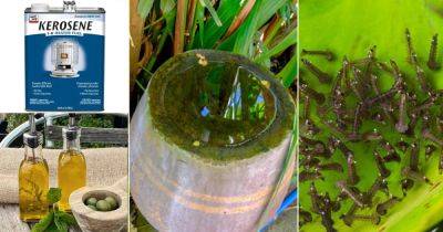 15 Super Home Remedies to Kill Mosquito Larvae in Water - balconygardenweb.com