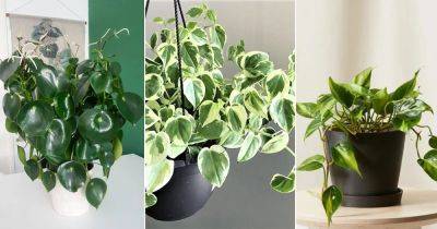15 Houseplants that Look Like Pothos | Pothos Look-alikes - balconygardenweb.com
