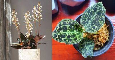 Jewel Orchid Care | How to Grow Ludisia Orchid - balconygardenweb.com
