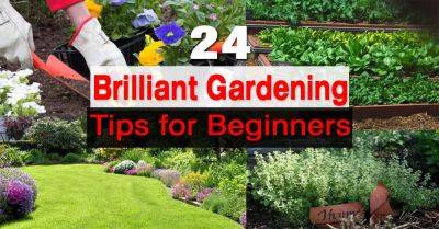 24 Gardening Tips for Beginners - balconygardenweb.com