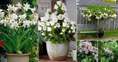 17 Stunning Flowers with White Bells - balconygardenweb.com