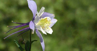 How to Grow and Care for Columbine Flowers | Gardener's Path - gardenerspath.com - Usa