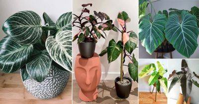 51 Stunning Philodendrons You Will Absolutely Love - balconygardenweb.com