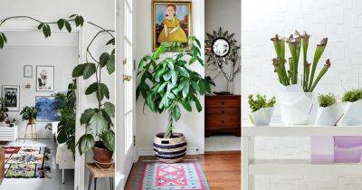 15 Rules for Decorating with Houseplants - balconygardenweb.com - China