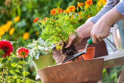 5 Common Gardening Mistakes Homeowners should Avoid - balconygardenweb.com