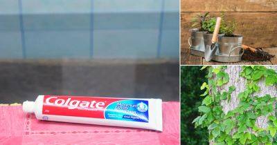 11 Amazing Toothpaste Uses in Garden and Home - balconygardenweb.com