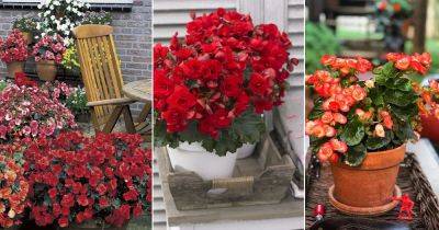 Elatior Begonia Care and Growing Guide - balconygardenweb.com