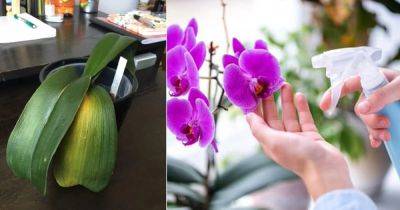 15 Common Orchid Growing Mistakes - balconygardenweb.com